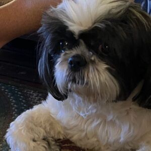 Meet your Posher, Susan